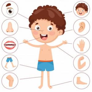 Portada del juego PARTS OF THE BODY – Idiomas