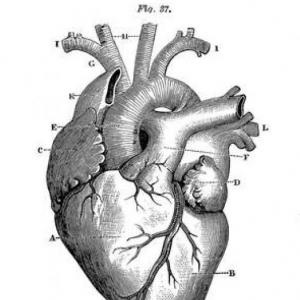 Anatomía y Fisiología cardiaca