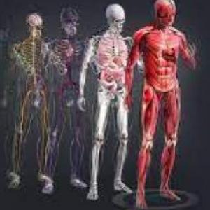 EL CUERPO HUMANO