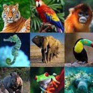 ANIMALES VERTEBRADOS