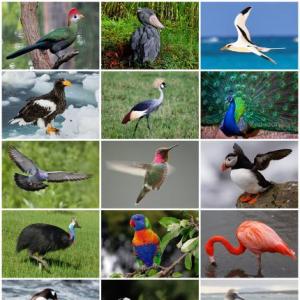 Aves