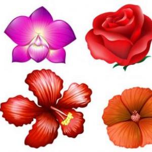Tipos de flores