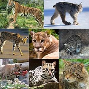 Felinos