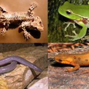Los anfibios