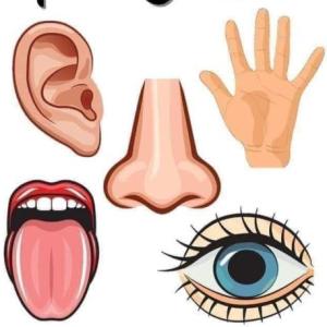 The Five Sense Challenge
