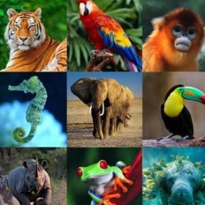 CARACTERÍSTICAS DE LOS ANIMALES