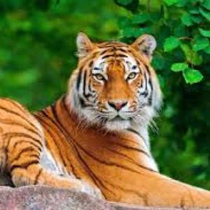 Las adivinanzas de los animales
