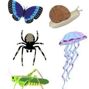 LOS ANIMALES INVERTEBRADOS