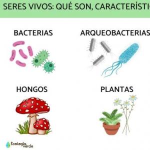 Seres Vivos 1