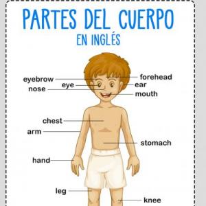 Partes del cuerpo en inglés 