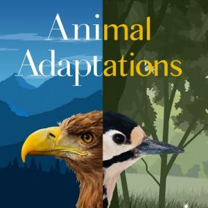Animal Adaptation
