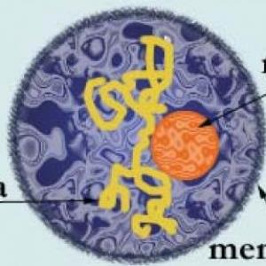 MEMOTEST de las Células