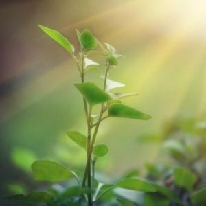 Calentamiento global: La fotosíntesis como proceso captador de CO2.