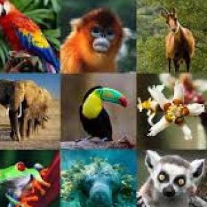 diferencias de los animales