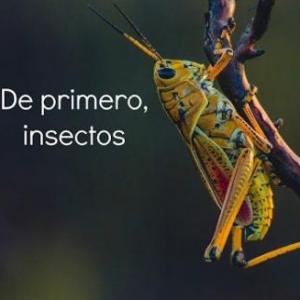 ENTOMOLOGIA