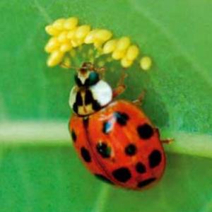 Terapeutica Vegetal