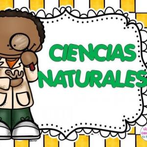 Sistema respiratorio