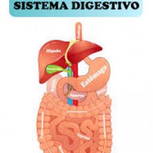 Sistema digestivo