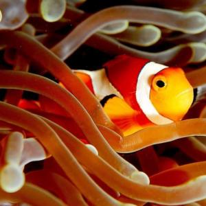 Biodiversidad en ecosistemas