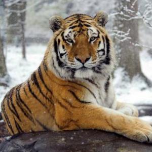Animales
