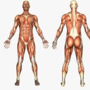 Musculos