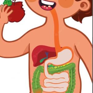 Simulador: Aparato DIGESTIVO