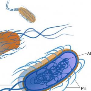 Las Bacterias