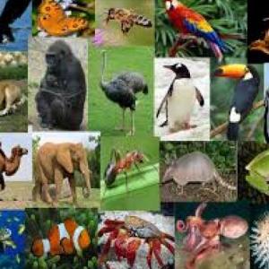 Animales sorprendentes
