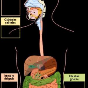 Importancia de masticar bien