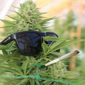 CANNABIS QUESTIONS