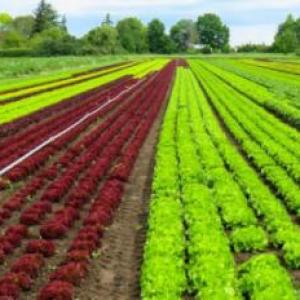 La agricultura