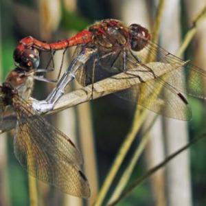 Partenogénesis