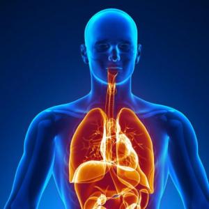 Los Sistemas del Cuerpo Humano