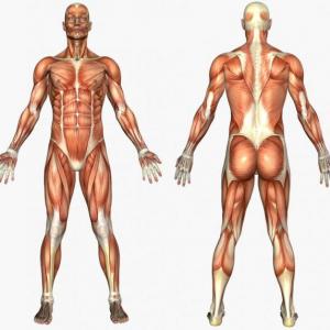 Cuerpo humano