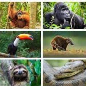 FAUNA DE LA SELVA