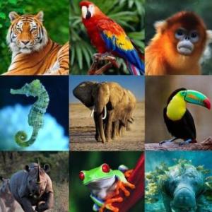 Conocemos a los animales