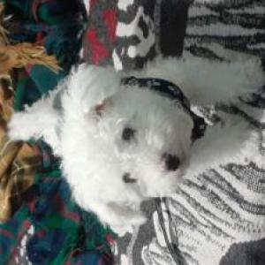 Peluche 1 y 2