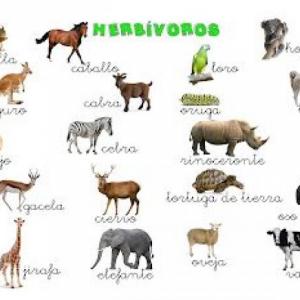 ANIMALES HERVIVOROS