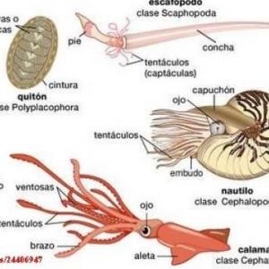 Imagen de portada del videojuego educativo: Animales invertebrados-Características y clasificación , de la temática Ciencias