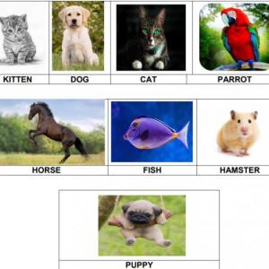PETS BS2