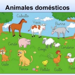 ANIMALES DOMÉSTICOS