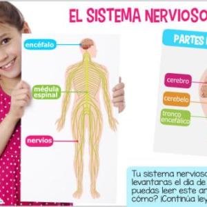 Sistema nervioso