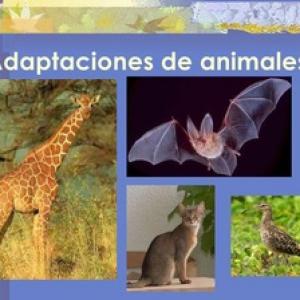 Adaptaciones de los animales