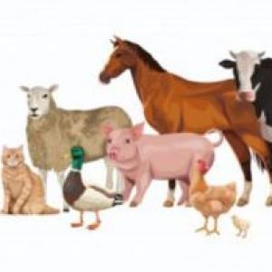 Animales de la granja