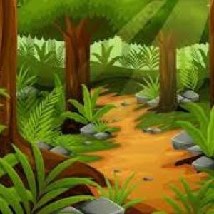 ENCONTRAMOS LOS ANIMALES DE LA SELVA