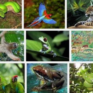FAUNA 507