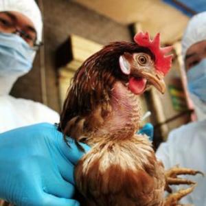 MEDICINA EN LA PRODUCCIÓN AVICOLA