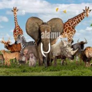 Discover the animal