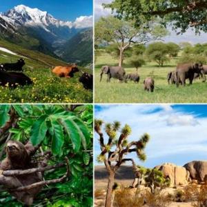 La Gran Isla de Plástico del Pacífico. El Continente creado por el Hombre.