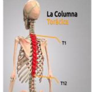 COLUMNA DORSAL